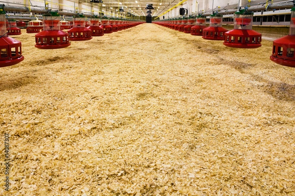 Obraz new poultry farm