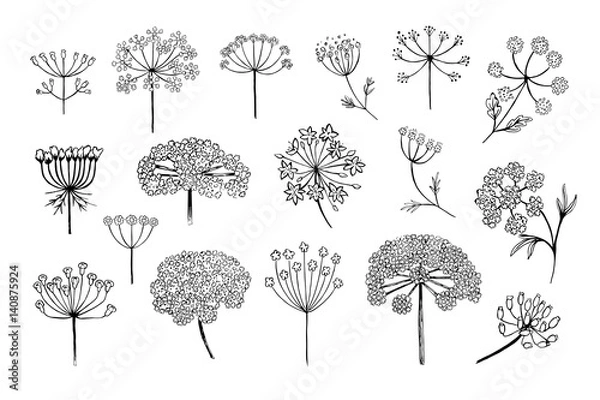 Fototapeta Set of vector different types of inflorescence, isolated on white. Compound inflorescence. Dill or fennel flowers and leaves. Stylized hand drawn vector illustration