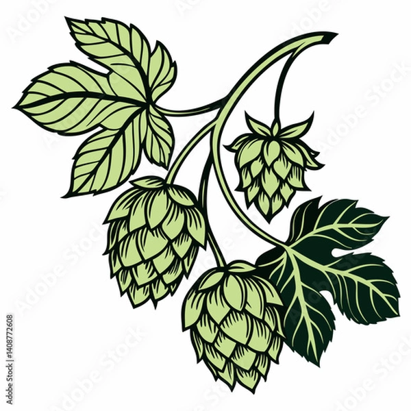 Obraz Vector illustrations of a hops