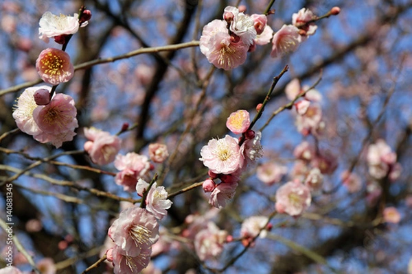 Fototapeta 梅の花
