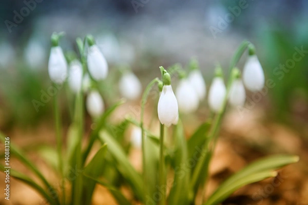 Obraz Flowering snowdrops in spring forest. (Galanthus nivalis)