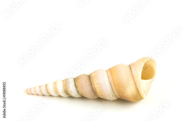 Obraz Single Turritella