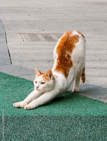 Fototapeta A playful cat with orange and white fur is stretching its body on a vibrant green surface.
