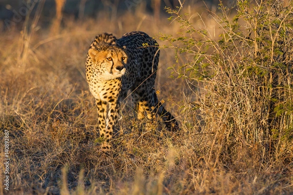 Obraz Cheetah hunting