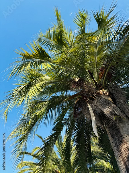 Obraz Coconut palm tree Caribbean sea