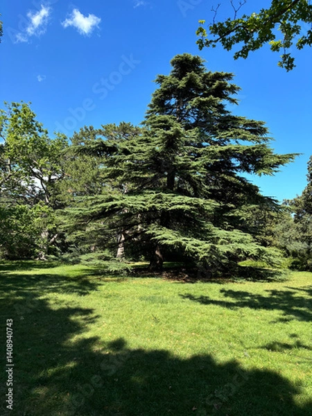 Obraz Forest landscape. Tall trees and a lawn on a sunny day.	
