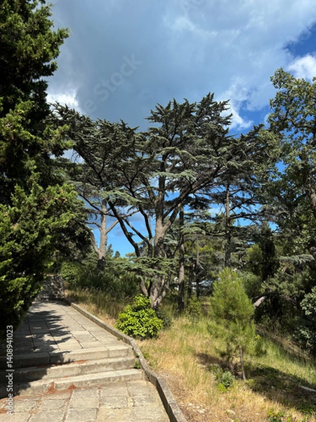 Obraz Forest landscape. Tall trees and a lawn on a sunny day.	