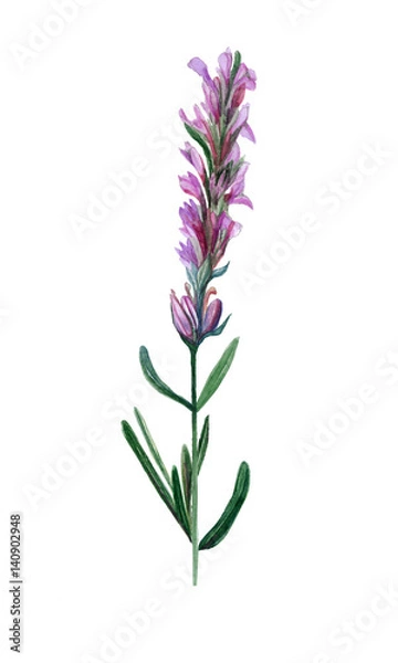 Obraz watercolor lavender