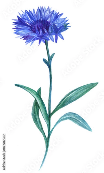 Obraz watercolor cornflower