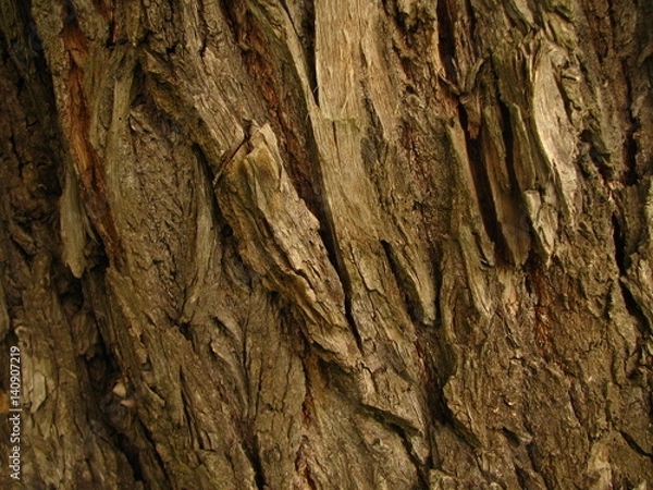 Obraz old willow tree bark closeup
