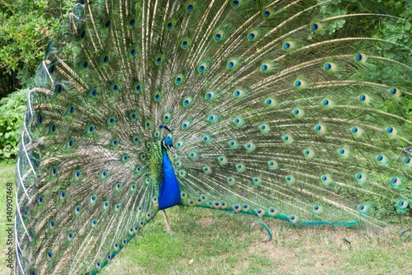 Obraz Male Peacock Displays Bright Feathers