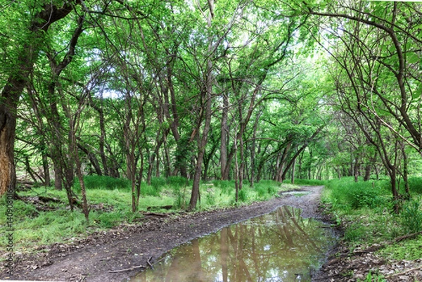 Fototapeta Path through wooded area next to the Republican River, near Clyde, Kansas. Pool of water in pathway. Green trees line the way on both sides. 
