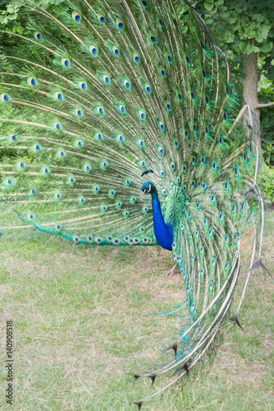 Obraz Male Peacock Displays Bright Feathers