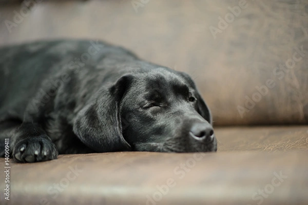 Fototapeta Labrador dog on sofa