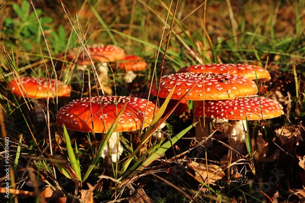 Obraz Pod brzozami jest wiele trujących grzybów z czerwonej muchy amanity