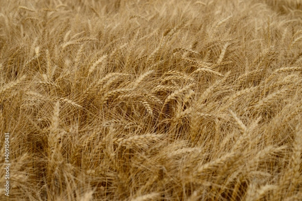 Fototapeta Ears of wheat.