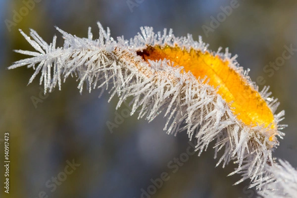 Fototapeta Frozen leaf