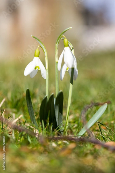 Fototapeta Snowdrops