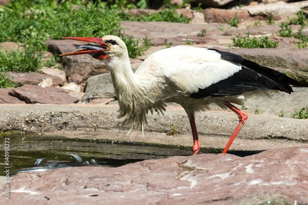 Obraz White Stork