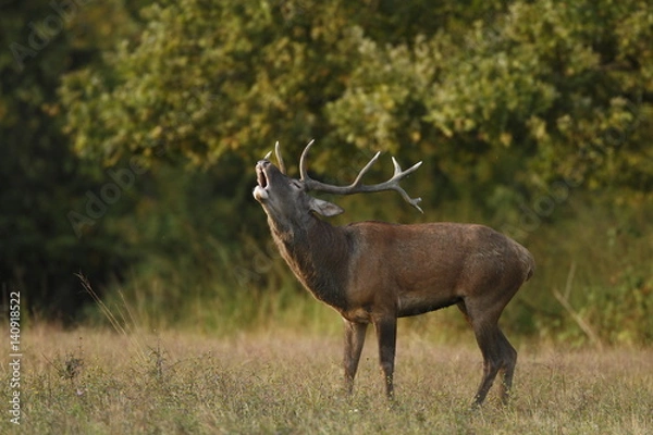 Fototapeta Cervo in bramito