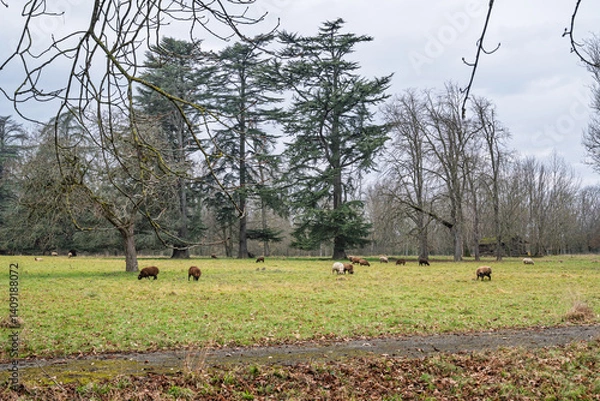 Fototapeta  un troupeau de moutons dans un pré