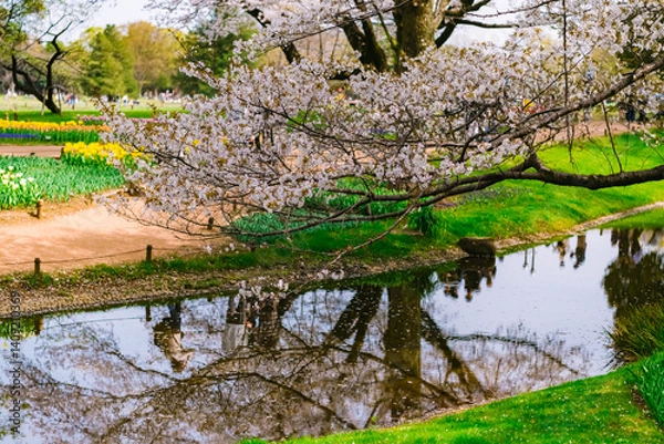 Obraz spring in the park