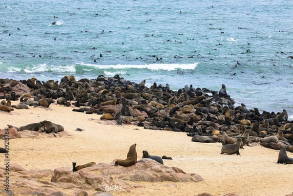 Fototapeta The seal colony in the Cape Cross Reserve is a sanctuary for the world's largest breeding colony of Cape fur seals. Skeleton Coast, Namibia, Africa
