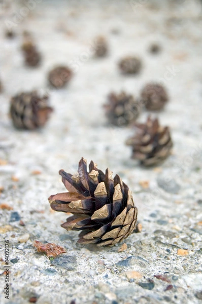 Obraz Fircone on The Ground