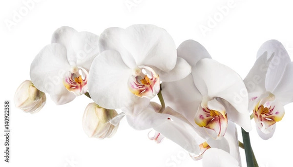 Obraz Biała orchidea izolowana
