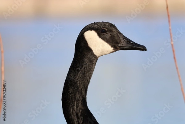 Obraz canada goose profile