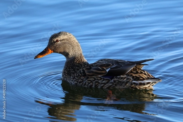 Obraz female mallard duck