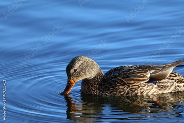 Fototapeta duck in water