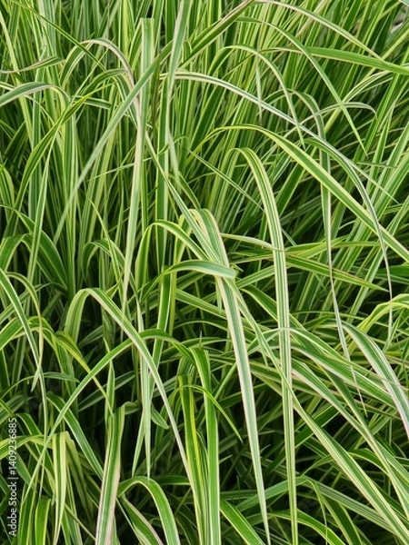 Obraz Close up of a green grass background. Carex japonica in the garden.