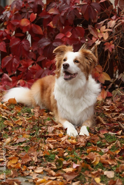 Fototapeta Potrait of amazing border collie in front of red leaves