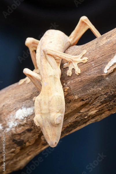 Obraz White leaf-toed gecko on branch