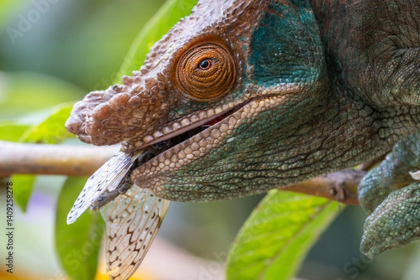 Obraz Chameleon eating a cicada