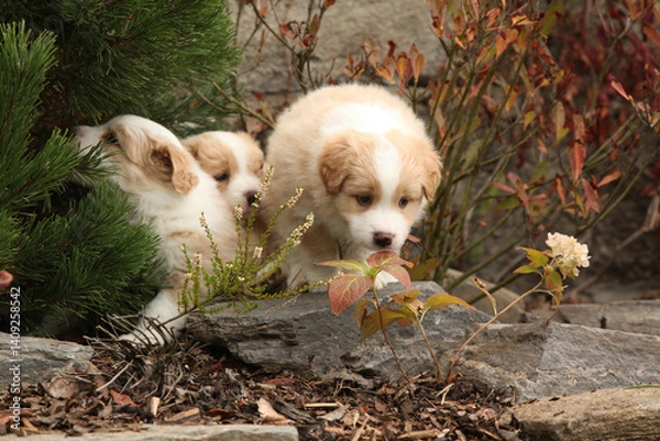 Fototapeta Gorgeous Border collie puppy in the garden