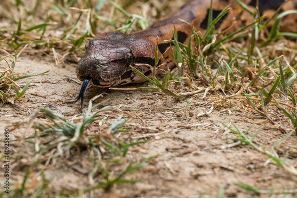 Obraz Snake slithering in the grass