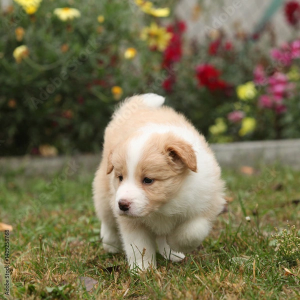 Fototapeta Gorgeous Border collie puppy in the garden