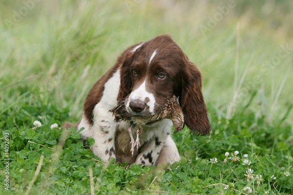 Fototapeta jeune english springer spaniel allongé une proie dans la gueule