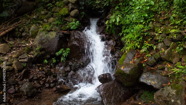 Fototapeta Clear Forest Spring Water in a Lush Forest Environment