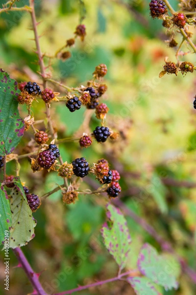 Fototapeta Blackberries on a branch