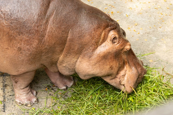 Obraz big hippopotamus eating grass in nature.