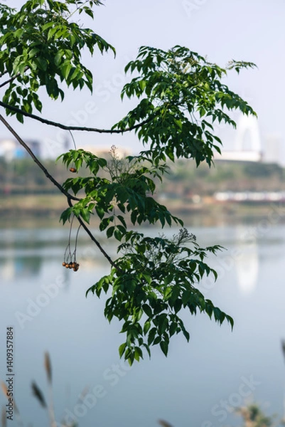 Fototapeta the tree in the spring