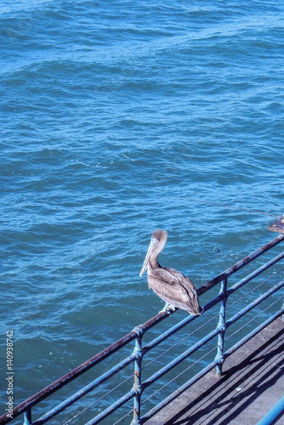 Obraz Pelicano en la barandilla
