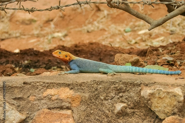Fototapeta African lizard
