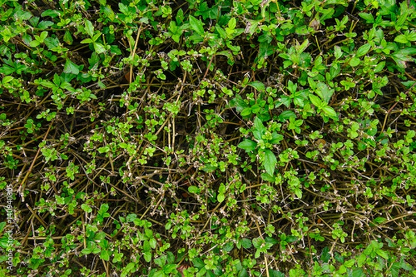 Fototapeta Pests and disease cause amount of damage to green lawns, lawn in bad condition and need maintaining