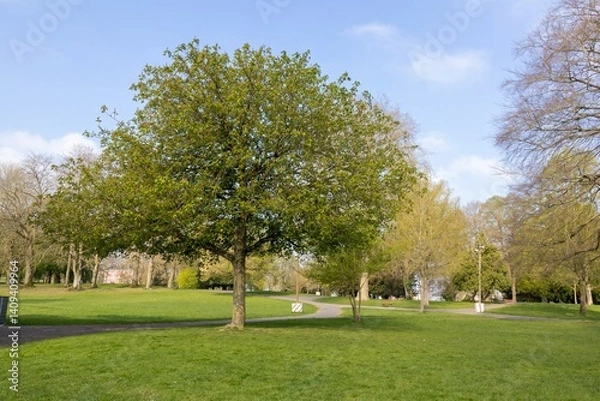 Fototapeta Grand arbre vert dans un parc ensoleillé au printemps