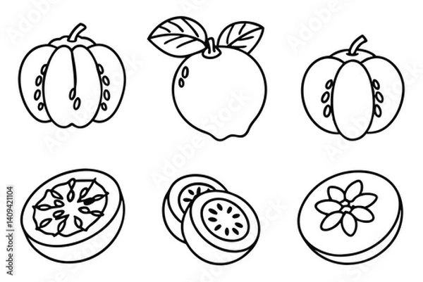 Fototapeta sapote line art botanical fruit sketch with clean lines
