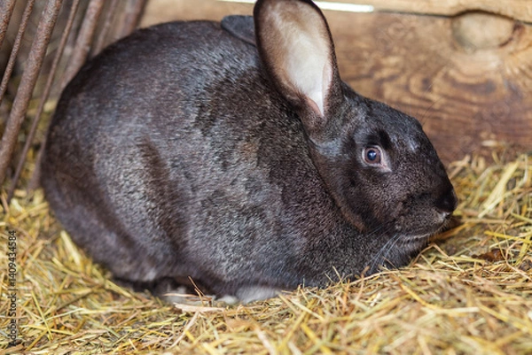 Fototapeta Dark fur rabbit resting in a cozy straw-filled enclosure during the afternoon
